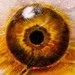 jeffgogueHOSTED - Eyeball