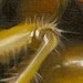 jeffgogueHOSTED - Cicada II