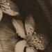 tattoo galleries/ - Hannya & Cherry Blossoms II
