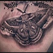 Cecropia Tattoo Design Thumbnail