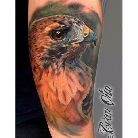 Evan Olin - Full color realistic hawk tattoo