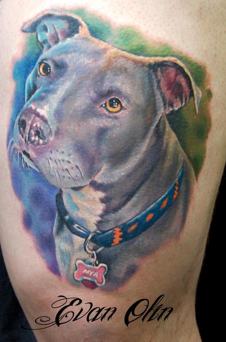 Evan Olin - Full color realistic pitbull tattoo