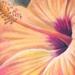 Tattoos - Full color realistic Hibiscus flower tattoo - 86850