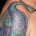 Tattoos - peacock cover up - 76330