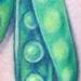 Tattoos - Pea pod. forearm - 65419