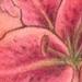 Tattoos - cover up. lily. shoulder - 65426
