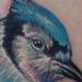 Tattoos - Realistic color blue jay tattoo - 56180