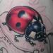 Tattoos - Ladybug/bio organic plant 1/2 sleeve - 65828