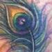 Tattoos - peacock feather . ankle - 65424
