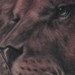 tattoo galleries/ - Wildlife Lion Portrait 