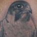 Tattoos - Falcon perched on a skull - 58697