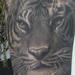 Tattoos - Realistic Black and Gray Tiger - 61770