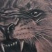 tattoo galleries/ - Realistic Roaring Lion Portrait on Chest