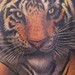 tattoo galleries/ - Deanna's Tiger 
