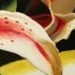 Art Galleries - untitled - 42034