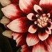 Art Galleries - untitled - 43924