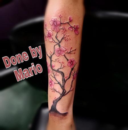Mario Padilla - Cherry Blossom