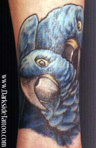 Tattoos - Parrots - 454