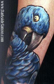 Tattoos - Parrots - 456