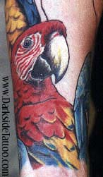 Tattoos - Parrots - 457