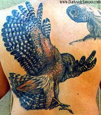 Tattoos - Red shouldered hawk - 459