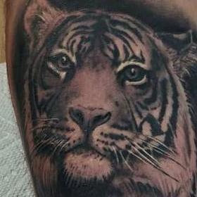 Tattoos - Tiger and Cub - 142437