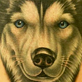 Tattoos - Color Husky Portrait - 103814