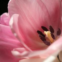 Tattoos - Pink Flower Close Up - 79049