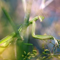 Tattoos - Praying Mantis - 79052