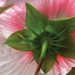 Tattoos - Underside of Flower - 79045