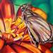 Butterfly '10 Original Art Design Thumbnail