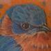 Tattoos - Eastern Bluebird - 93914