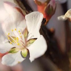 Tattoos - Cherry blossoms in wind - 73468