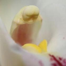 Tattoos - Buddha meditating on a flower - 73486