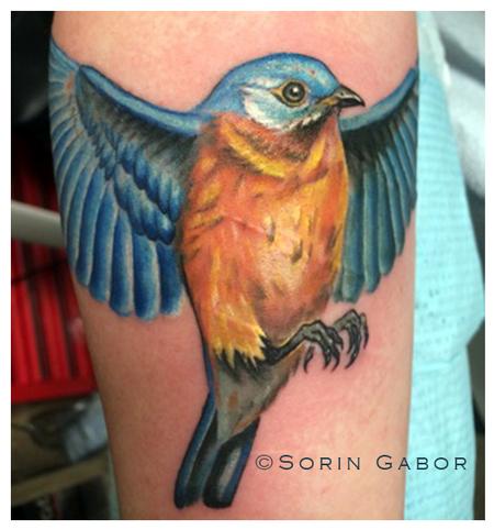 Tattoos - feminine realistic color blue bird on arm - 104750